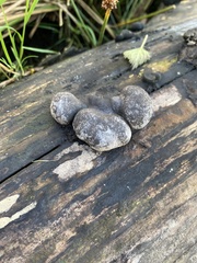 Daldinia concentrica