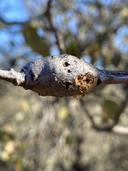 Andricus chrysolepidicola