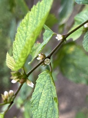 Melochia nodiflora