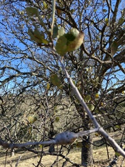 Andricus chrysolepidicola