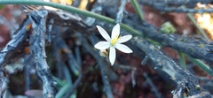 Ornithogalum hispidum