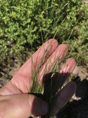 Eleocharis elliptica