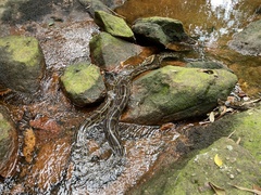 Python bivittatus