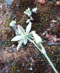 Ornithogalum hispidum