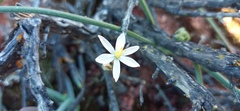 Ornithogalum hispidum
