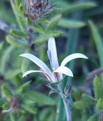 Wahlenbergia nodosa