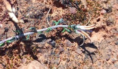 Wahlenbergia nodosa