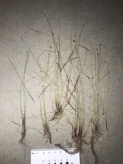 Eleocharis elliptica