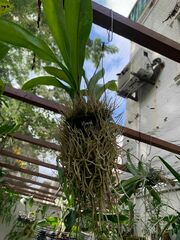 Grammatophyllum elegans