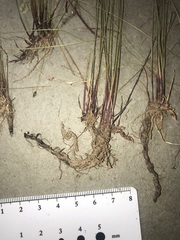 Eleocharis elliptica