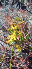 Cyanella lutea lutea