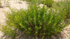 Artemisia arenaria