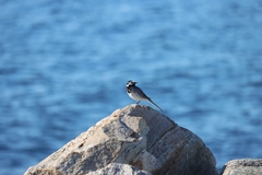 Motacilla alba