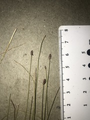 Eleocharis elliptica