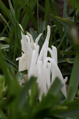 Clavaria fragilis