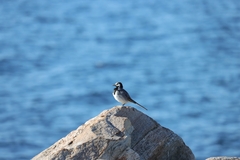 Motacilla alba