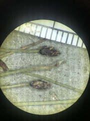 Eleocharis elliptica