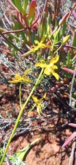 Cyanella lutea lutea