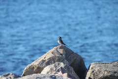 Motacilla alba
