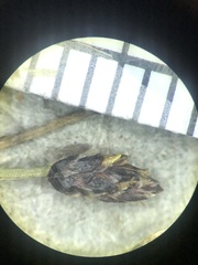 Eleocharis elliptica