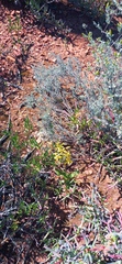 Cyanella lutea lutea