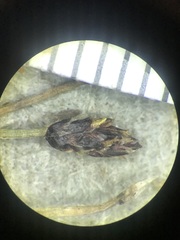 Eleocharis elliptica