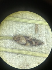 Eleocharis elliptica