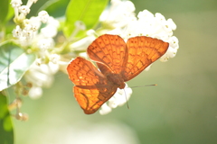 Emesis mandana