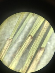 Eleocharis elliptica