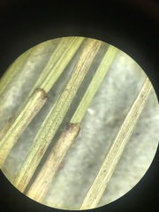 Eleocharis elliptica