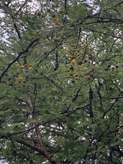 Vachellia nilotica