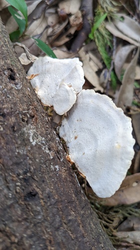 dark-footed tinypore