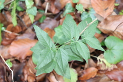 Vicia oroboides