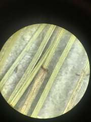 Eleocharis elliptica