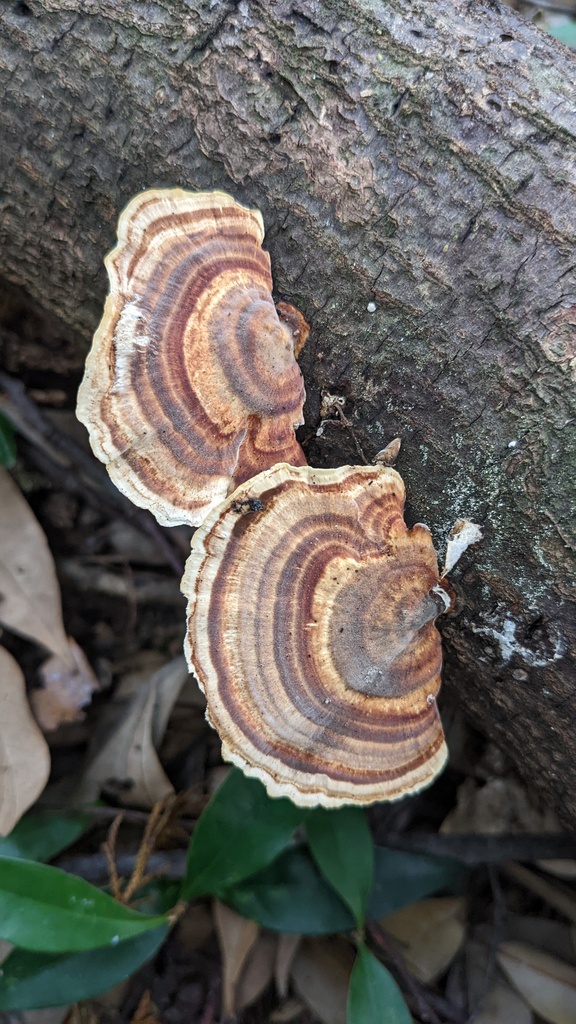 Microporus affinis · November 2022 · photo: © atsushi_nakajima_cirque (iNaturalist, cc-by)