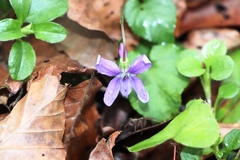 Viola riviniana
