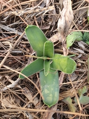 Scilla peruviana elongata