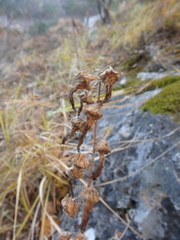 Campanula sibirica