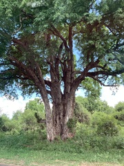 Xanthocercis zambesiaca