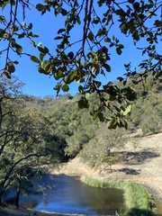 Quercus douglasii