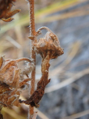 Campanula sibirica