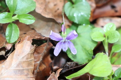 Viola riviniana