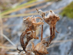 Campanula sibirica