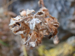 Campanula sibirica