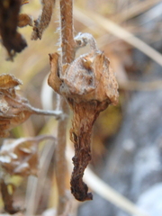 Campanula sibirica
