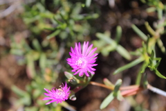 Leipoldtia schultzei