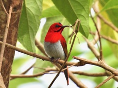 Aethopyga temminckii