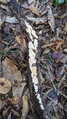 Steccherinum nitidum