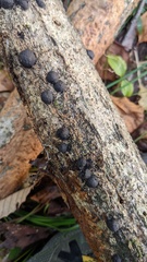 Annulohypoxylon truncatum