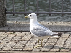 Larus canus